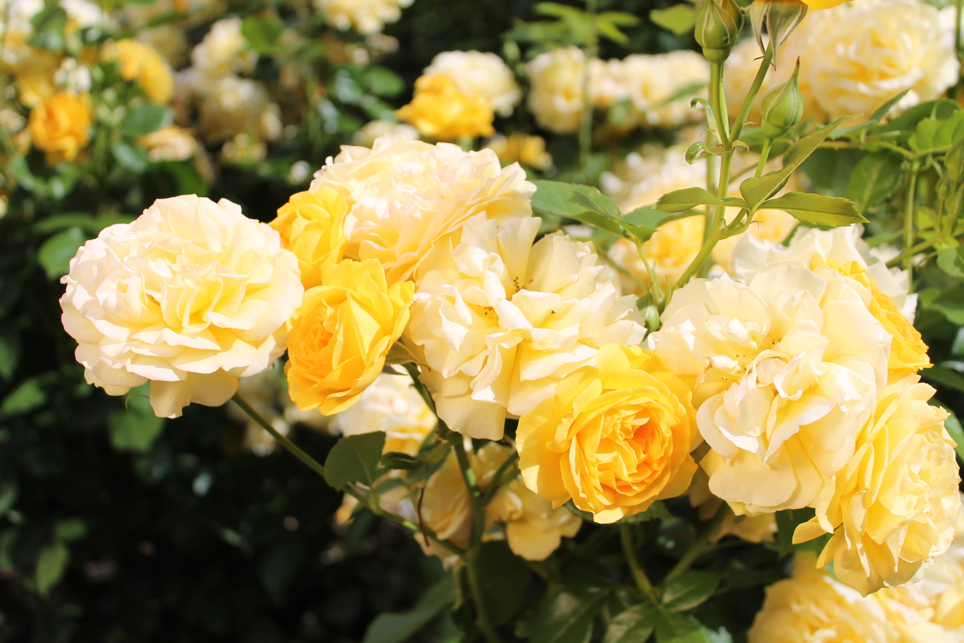 Rose Calendar – FLOWERCALENDARS.NET